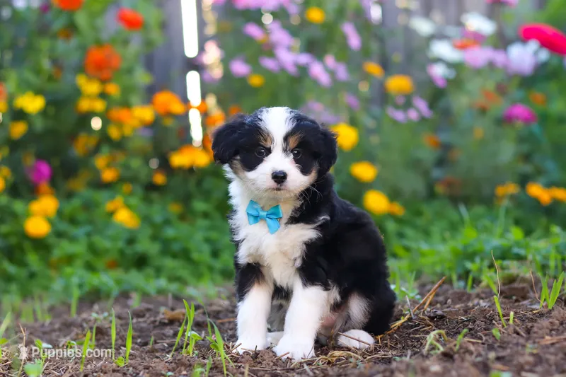 Oakley – Miniature Aussiedoodle puppy for sale in Millersburg, OH