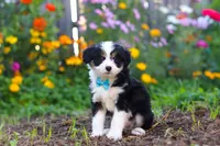 Oakley, a male Miniature Aussiedoodle for sale in Millersburg, OH – 1 of 7