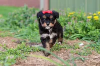 Aubrey, a female Miniature Aussiedoodle for sale in Millersburg, OH – Photo 3 of 6