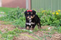 Aubrey, a female Miniature Aussiedoodle for sale in Millersburg, OH – Photo 2 of 6