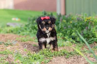 Aubrey, a female Miniature Aussiedoodle for sale in Millersburg, OH – Photo 1 of 6