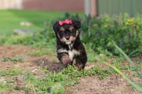 Aubrey, a female Miniature Aussiedoodle for sale in Millersburg, OH – Photo 4 of 6