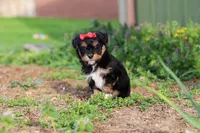 Aubrey, a female Miniature Aussiedoodle for sale in Millersburg, OH – Photo 5 of 6