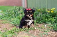 Aubrey, a female Miniature Aussiedoodle for sale in Millersburg, OH – Photo 6 of 6