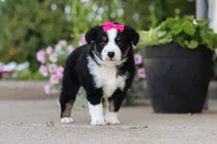 Eliza, a female Miniature Australian Shepherd for sale in Millersburg, OH – 8 of 10