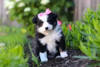 Jasmine, a female Miniature Australian Shepherd for sale in Millersburg, OH – 5 of 6