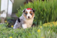 Isla, a female Toy Australian Shepherd for sale in Millersburg, OH – 4 of 7