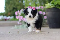 Rory, a female Toy Australian Shepherd for sale in Millersburg, OH – 4 of 8