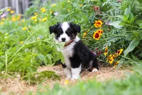 Elliot, a male Toy Australian Shepherd for sale in Millersburg, OH – 3 of 8