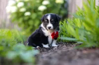 Logan, a male Toy Australian Shepherd for sale in Millersburg, OH – 3 of 8