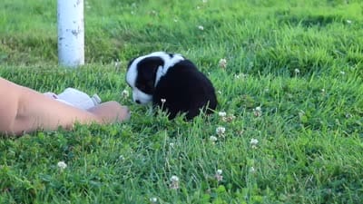 Elliot, a male Toy Australian Shepherd for sale in Millersburg, OH – 8 of 8