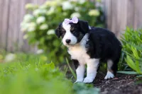 Violet, a female Miniature Australian Shepherd for sale in Millersburg, OH – 5 of 7