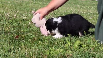 Violet, a female Miniature Australian Shepherd for sale in Millersburg, OH – 7 of 7