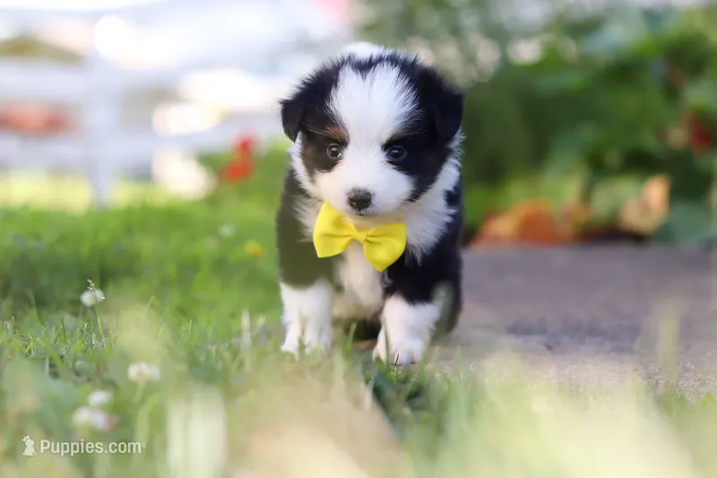 Dylan – Toy Australian Shepherd puppy for sale in Millersburg, OH