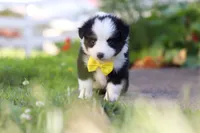 Dylan, a male Toy Australian Shepherd for sale in Millersburg, OH – 1 of 7