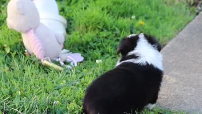 Dylan, a male Toy Australian Shepherd for sale in Millersburg, OH – 7 of 7