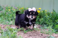 Bailey, a female Miniature Aussiedoodle for sale in Millersburg, OH – Photo 2 of 5