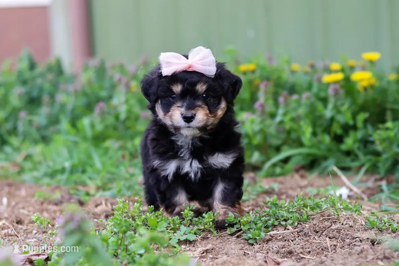 Bailey – Miniature Aussiedoodle puppy for sale in Millersburg, OH