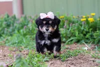 Bailey, a female Miniature Aussiedoodle for sale in Millersburg, OH – Photo 1 of 5