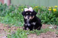 Bailey, a female Miniature Aussiedoodle for sale in Millersburg, OH – Photo 4 of 5