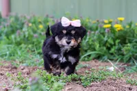 Bailey, a female Miniature Aussiedoodle for sale in Millersburg, OH – Photo 5 of 5