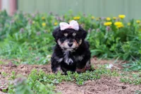 Bailey, a female Miniature Aussiedoodle for sale in Millersburg, OH – Photo 3 of 5