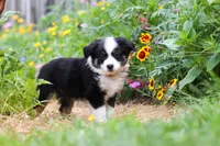Elliot, a male Toy Australian Shepherd for sale in Millersburg, OH – 7 of 8