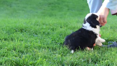 Oakley, a male Miniature Aussiedoodle for sale in Millersburg, OH – 7 of 7