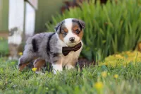 Thomas, a male Toy Australian Shepherd for sale in Millersburg, OH – 4 of 9