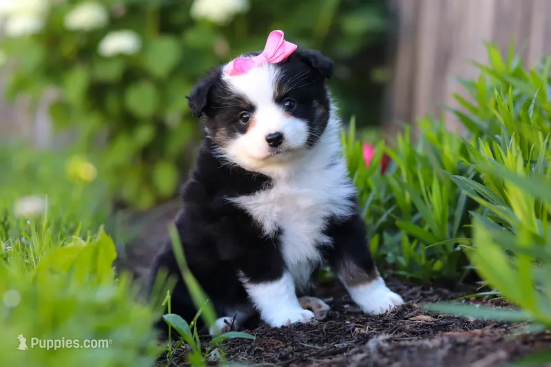 Jasmine – Miniature Australian Shepherd puppy for sale in Millersburg, OH