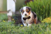 Thomas, a male Toy Australian Shepherd for sale in Millersburg, OH – 8 of 9
