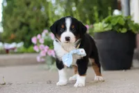 Frankie, a male Miniature Australian Shepherd for sale in Millersburg, OH – 3 of 10