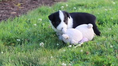 Charles, a male Toy Australian Shepherd for sale in Millersburg, OH – 10 of 10