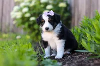 Violet, a female Miniature Australian Shepherd for sale in Millersburg, OH – 2 of 7