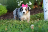 Daisy, a female Miniature Australian Shepherd for sale in Millersburg, OH – 5 of 9