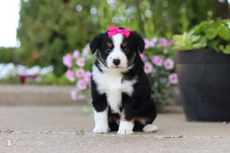 Eliza – Miniature Australian Shepherd puppy for sale in Millersburg, OH