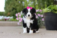 Eliza, a female Miniature Australian Shepherd for sale in Millersburg, OH – 1 of 10