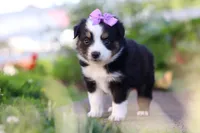 Florence, a female Toy Australian Shepherd for sale in Millersburg, OH – 3 of 6