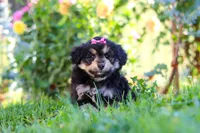 Autumn, a female Miniature Aussiedoodle for sale in Millersburg, OH – 4 of 8
