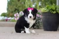 Eliza, a female Miniature Australian Shepherd for sale in Millersburg, OH – 9 of 10