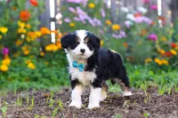 Oakley, a male Miniature Aussiedoodle for sale in Millersburg, OH – 2 of 7
