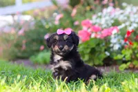 Maple, a female Miniature Aussiedoodle for sale in Millersburg, OH – 7 of 9