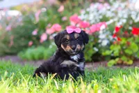 Maple, a female Miniature Aussiedoodle for sale in Millersburg, OH – 1 of 9