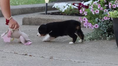 Frankie, a male Miniature Australian Shepherd for sale in Millersburg, OH – 10 of 10