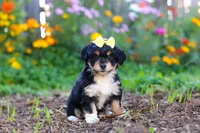 Pumpkin, a female Miniature Aussiedoodle for sale in Millersburg, OH – 3 of 7