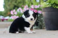 Rory, a female Toy Australian Shepherd for sale in Millersburg, OH – 3 of 8
