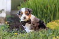 Thomas, a male Toy Australian Shepherd for sale in Millersburg, OH – 6 of 9