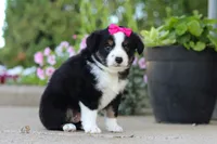 Eliza, a female Miniature Australian Shepherd for sale in Millersburg, OH – 3 of 10