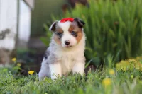 Isla, a female Toy Australian Shepherd for sale in Millersburg, OH – 3 of 7