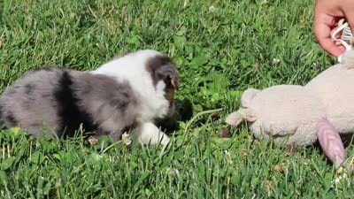Thomas, a male Toy Australian Shepherd for sale in Millersburg, OH – 9 of 9